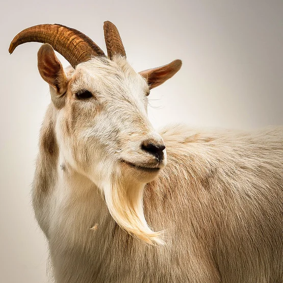 Nahaufnahme einer Cashmere-Ziege