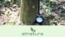 Extraction du latex naturel