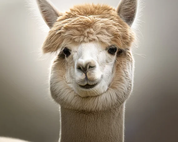 Een alpaca