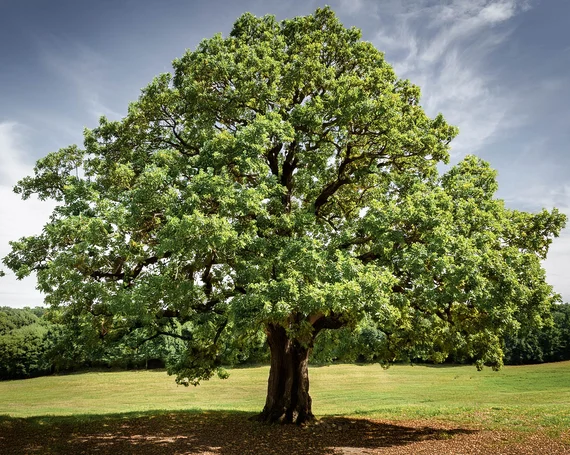 Un arbre à noix noire