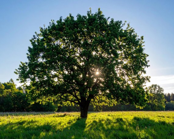 Ein Erlenbaum