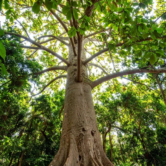 Kapokboom