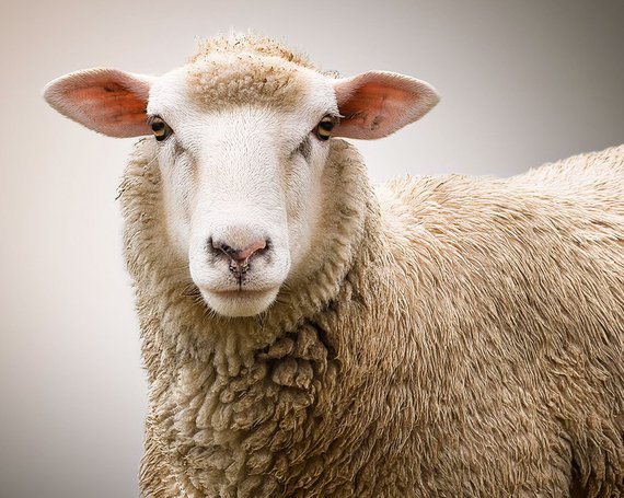 Close-up van een schaap