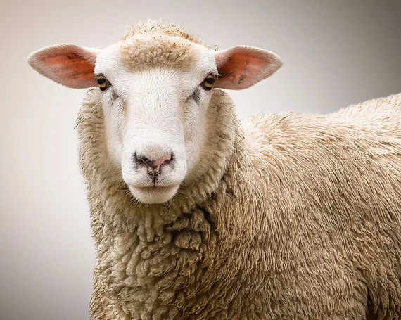 Nahaufnahme eines Schafes