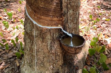 allnatura presenteert: natuurlatex uit bosbouw