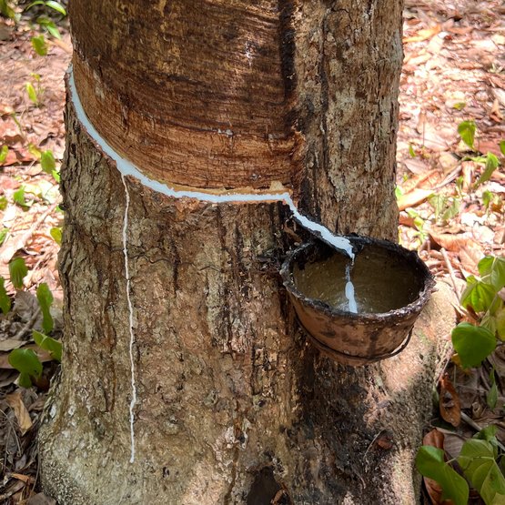 Extraction du latex naturel