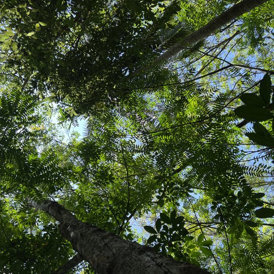 La culture forestière est bénéfique pour la biodiversité