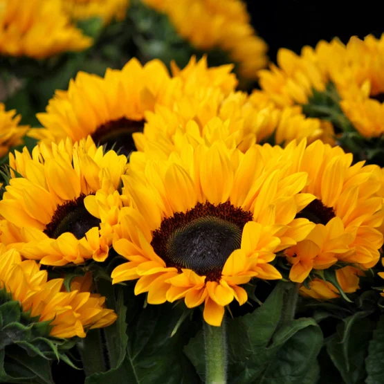 Sonnenblumen