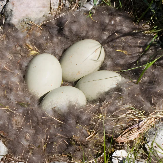 Nest van een eidereend
