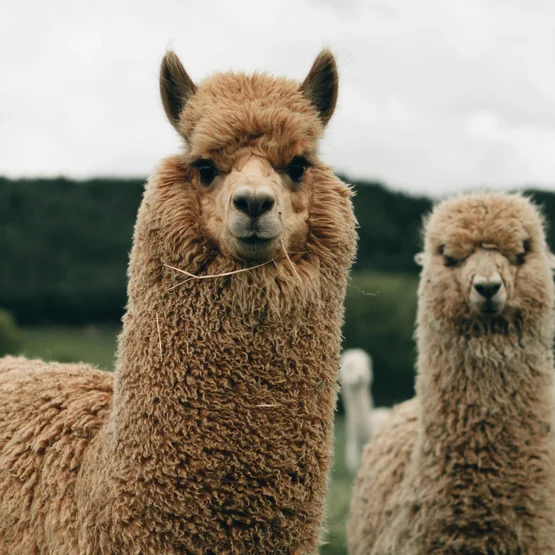 Twee alpaca's op de wei