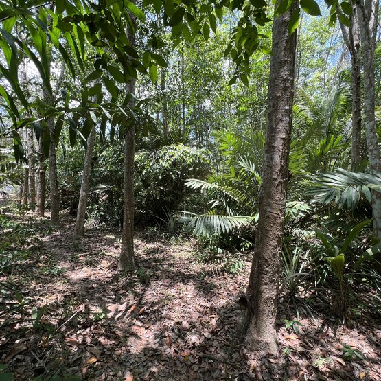 Duurzame bosteelt brengt de natuur terug in de latexplantage