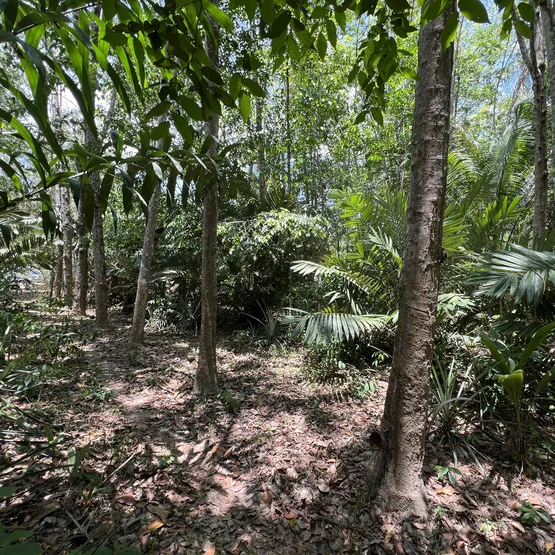 Moreganic brengt de natuur terug naar de latexplantage