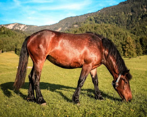 Ein Pferd auf einer Weide