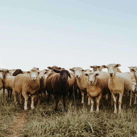 Kudde schapen