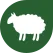 Nieuwe schapenwol van gecontroleerde biologische veehouderij