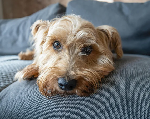 Bien dormir malgré une allergie aux poils d’animaux