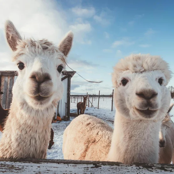 Alpaca's in de sneeuw in de winter