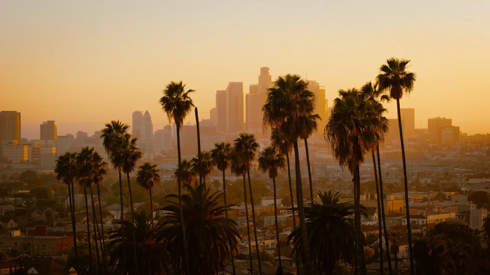 Palm trees against a golden Los Angeles sunset.