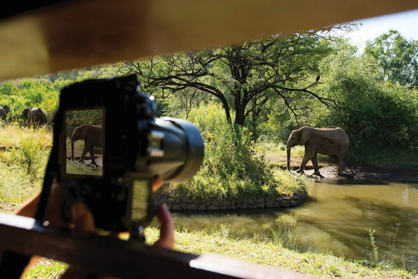 Photographing elephants from the Kwa Maritane waterhole hide.