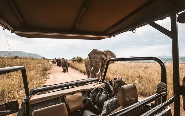 Elephants crossing, seen from the game-drive vehicle.