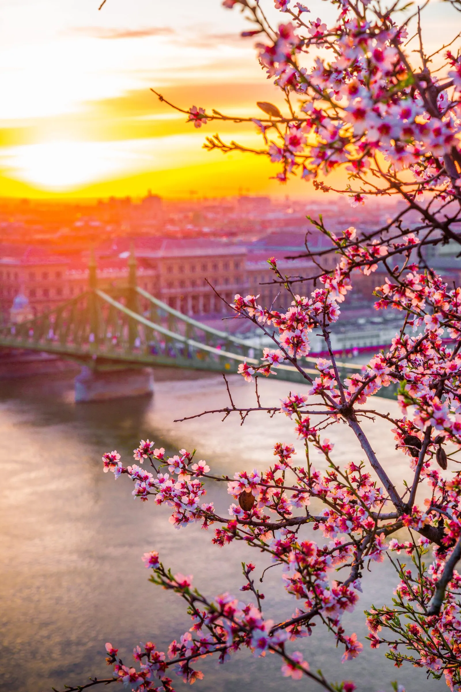 Liberty Bridge, Budapest, at sunset.