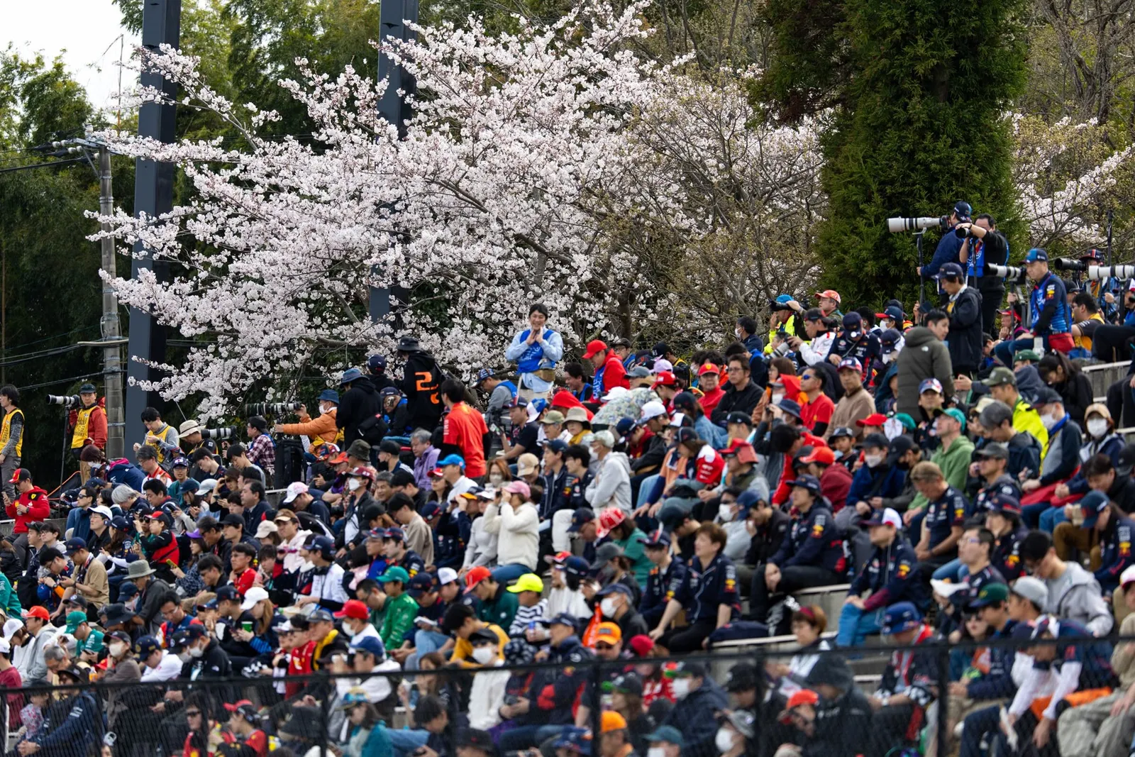 Fans beneath cherry blossom at the Japanese Grand Prix.