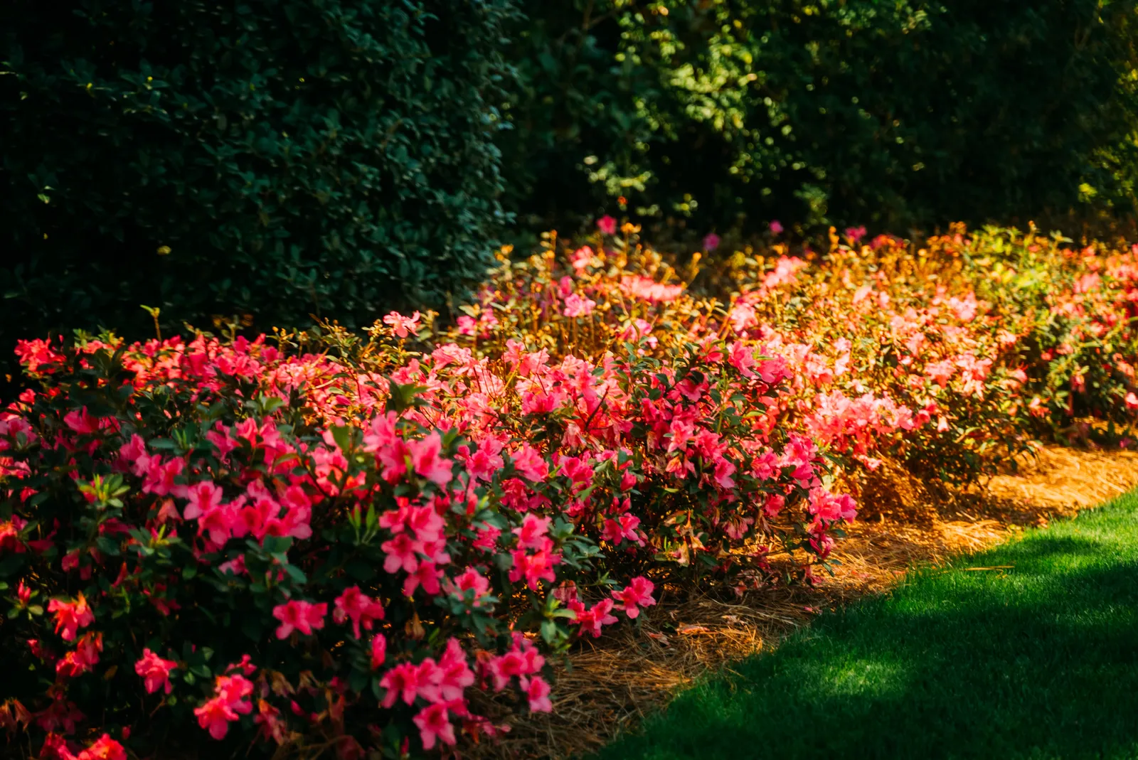 Azaleas in full bloom at Augusta National.
