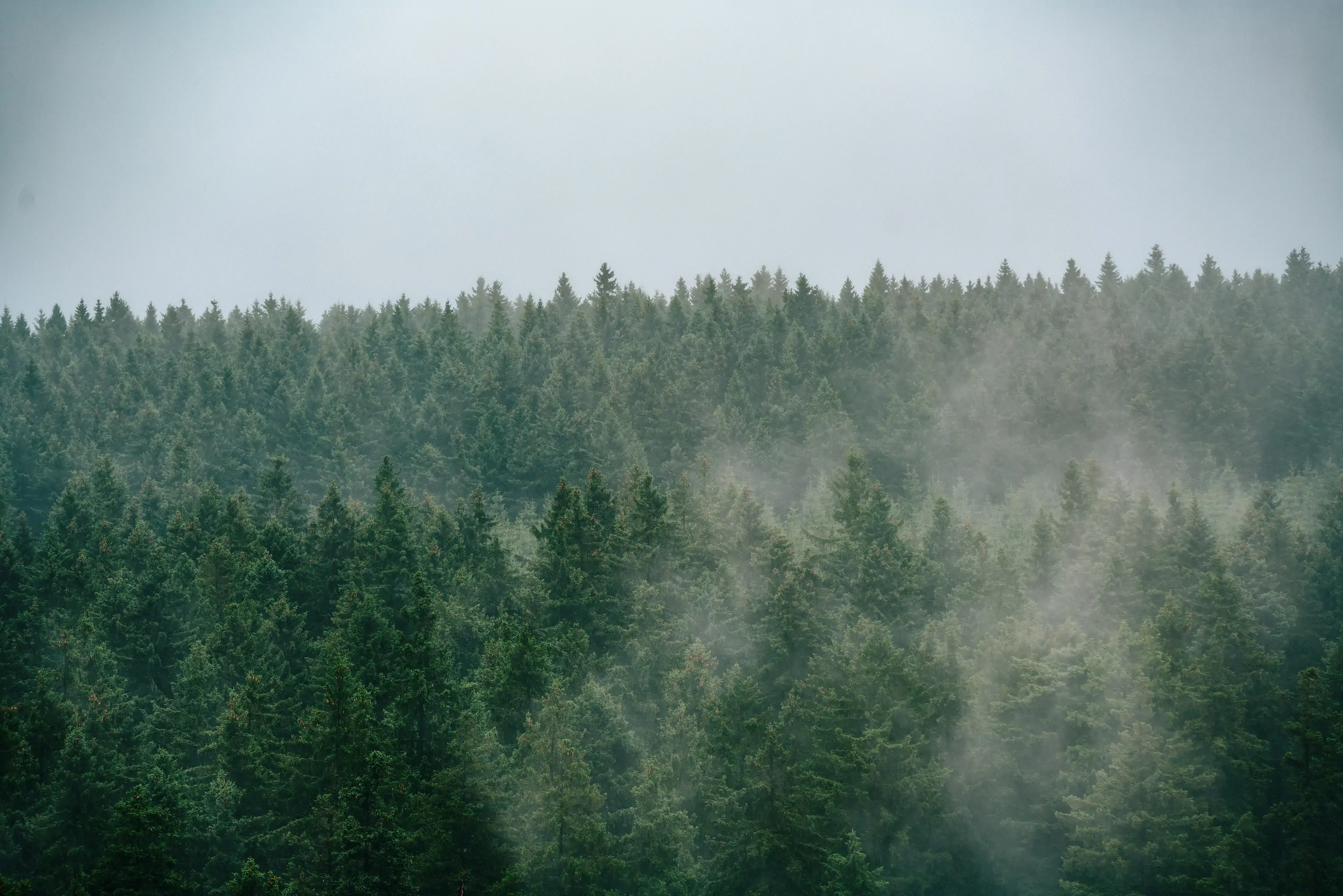 Sommerferien im Harz bedeuten: frische Waldluft, weite Blicke über sanfte Höhen und spannende Naturerlebnisse direkt vor der Tür. Das Torfhaus HARZRESORT liegt mitten im Nationalpark Harz und ist der ideale Ausgangspunkt für familienfreundliche Wanderungen.