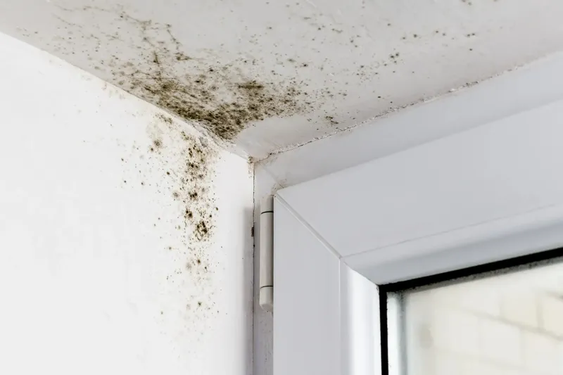 Mould growing around a window frame in a rented flat