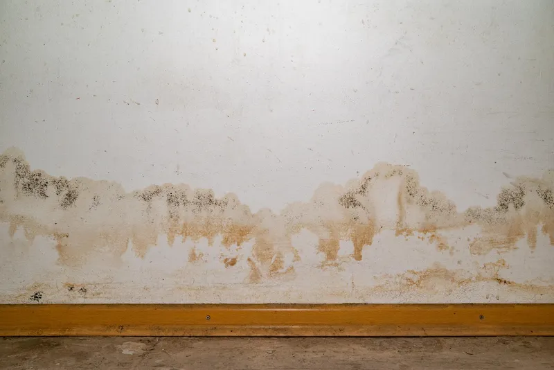 Damp patches on the wall of a housing association home