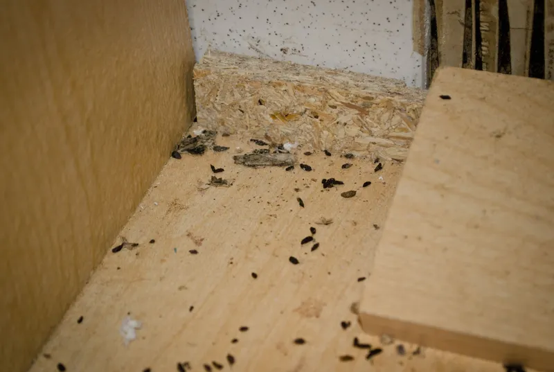 Signs of a pest infestation in a council property