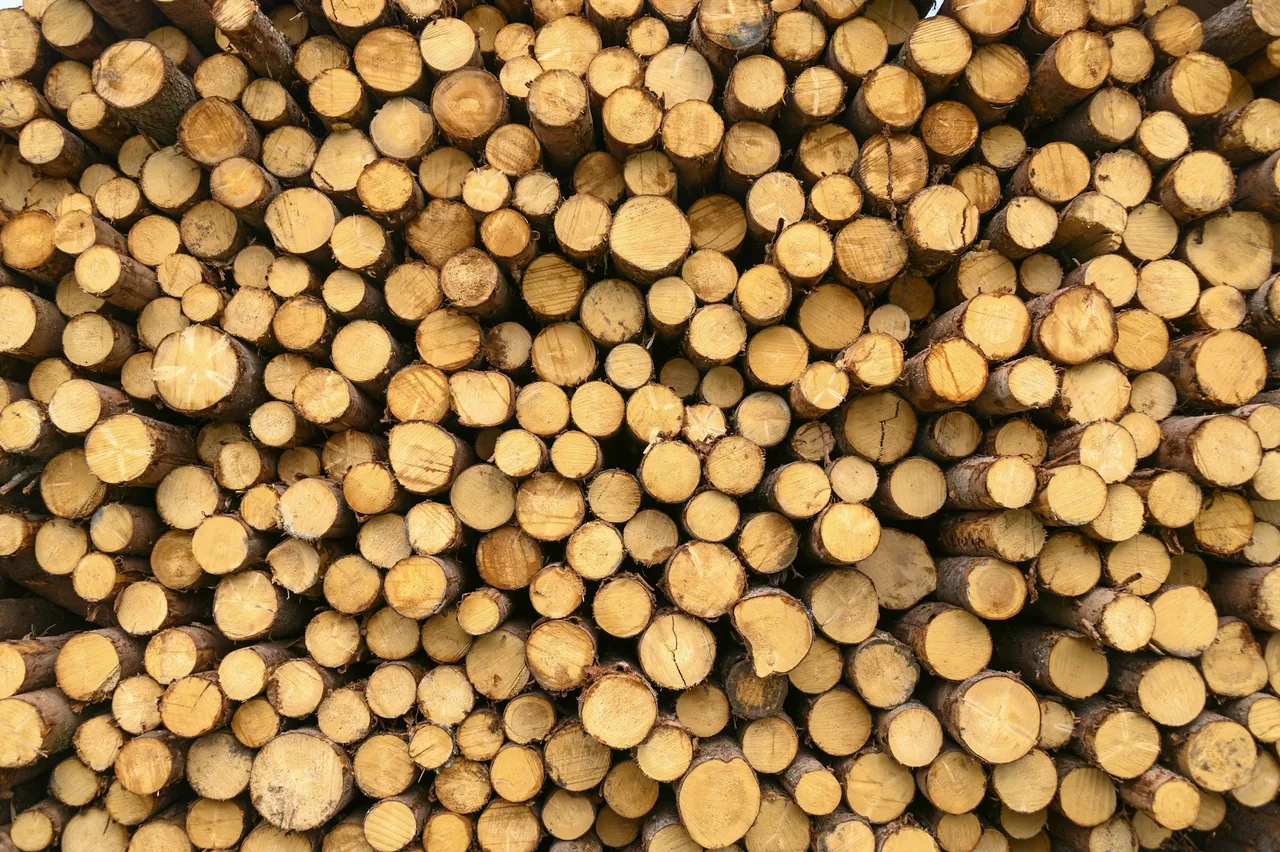 Stacked timber logs, byproduct of the wood pulping industry