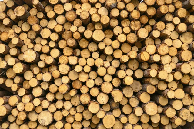 Stacked timber logs, byproduct of the wood pulping industry