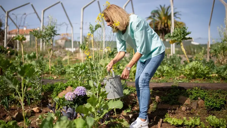 Woman watering rows of vegetables with a metal watering can