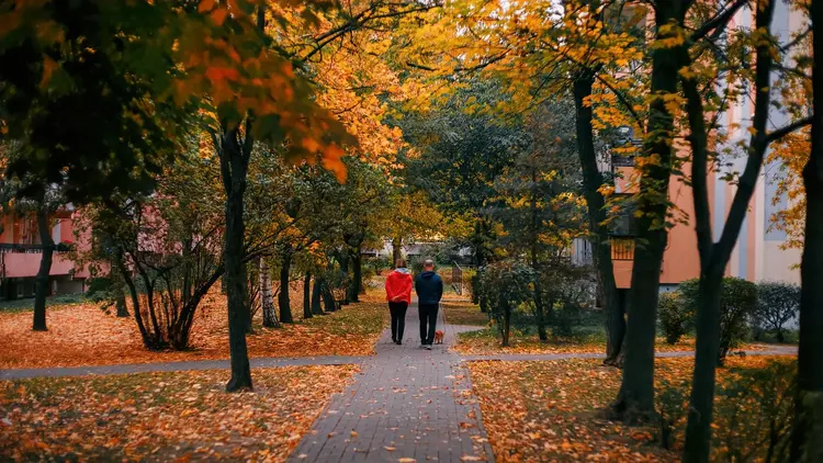 Couple walking down a tree-lined avenue covered in autumn leaves