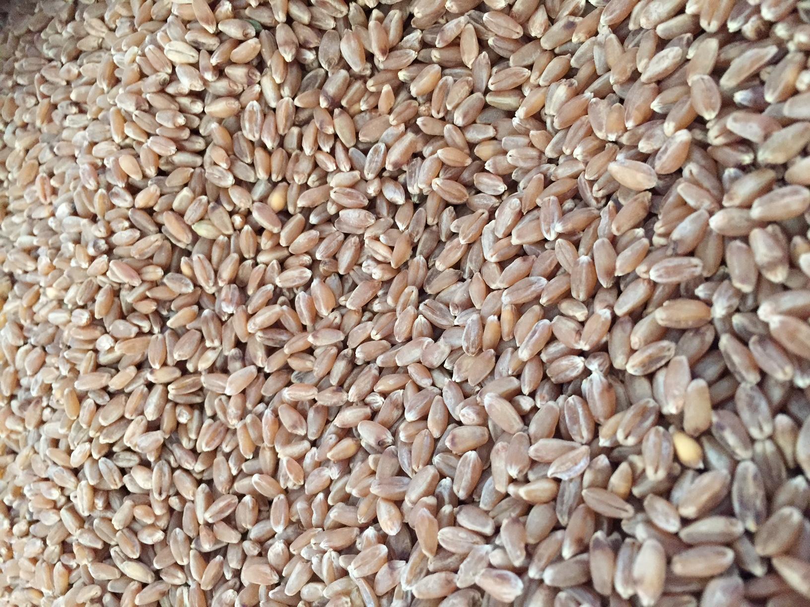 Galloway Seeds — seed up close