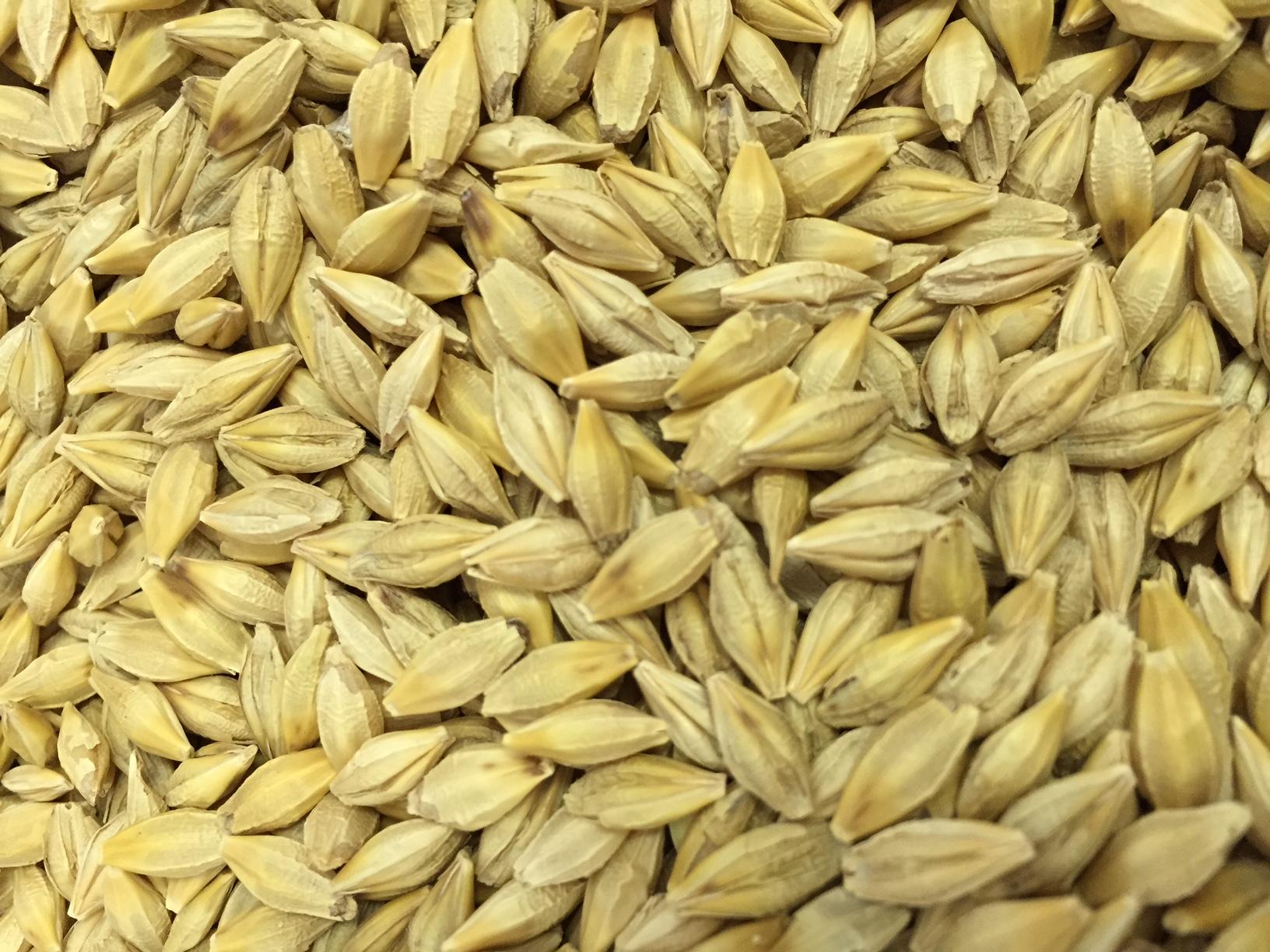 Galloway Seeds — seed up close