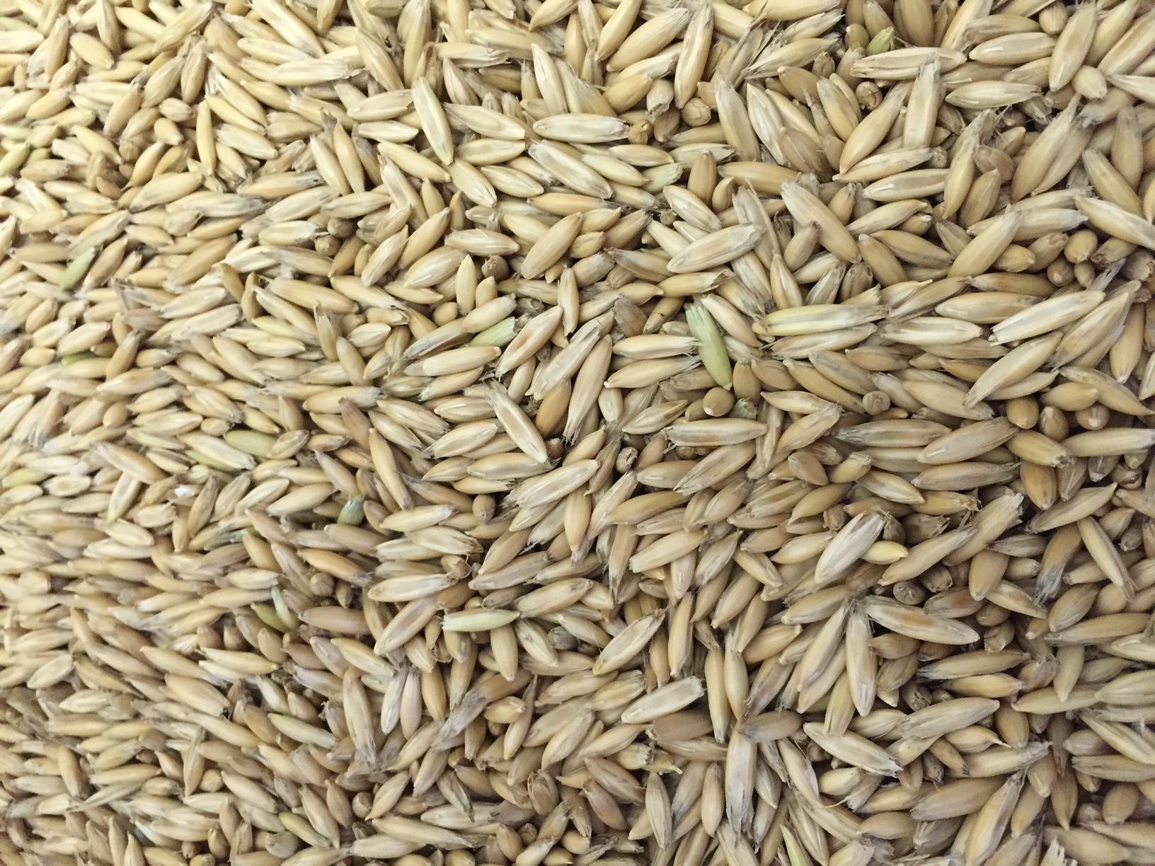 Galloway Seeds — seed up close