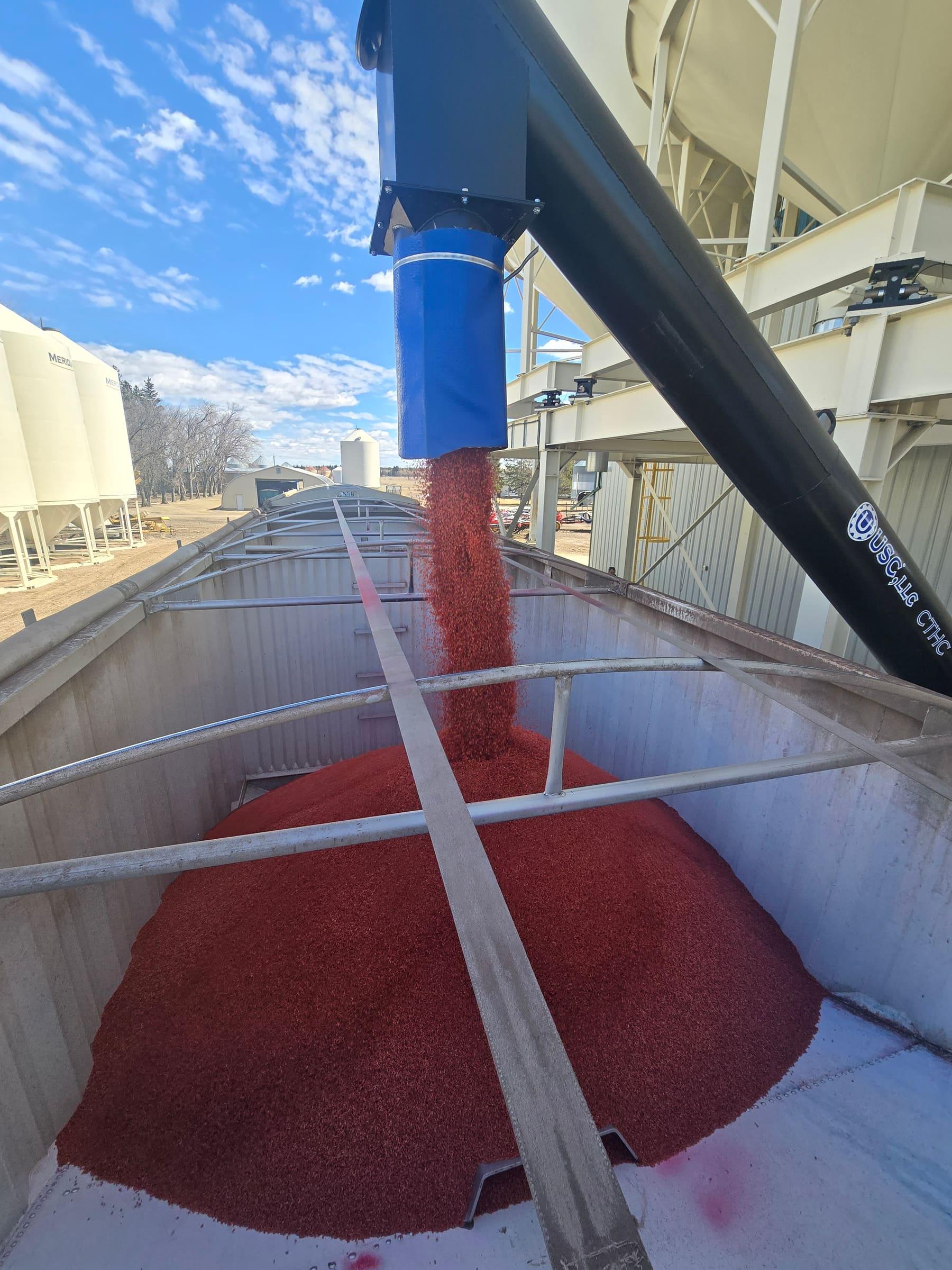 Treated seed loading straight from the plant to the truck