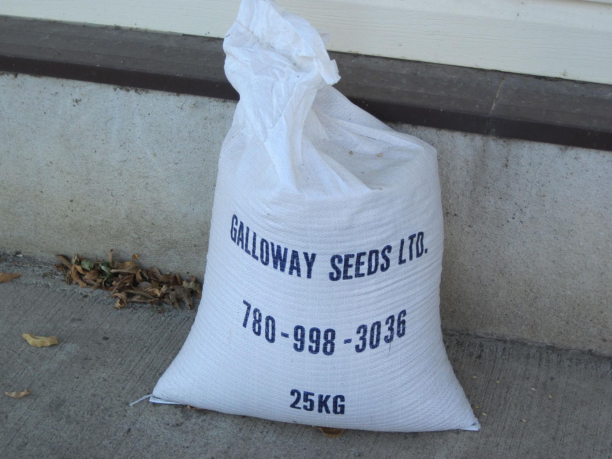 Galloway Seeds — seed up close