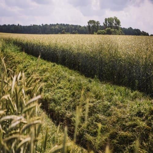 Galloway Seeds — field & harvest