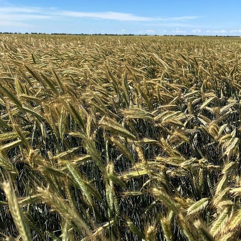 Galloway Seeds — field & harvest
