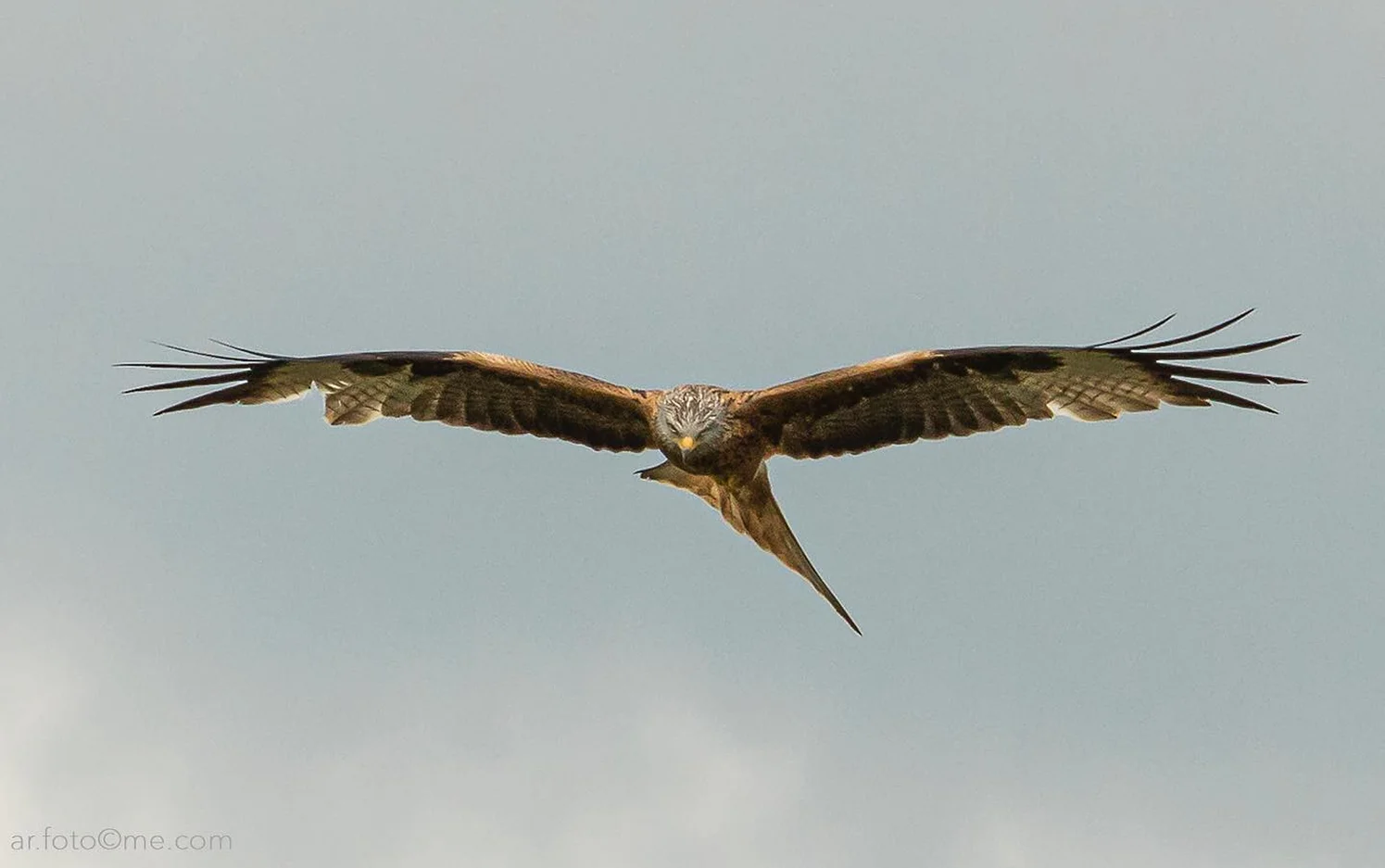 adler