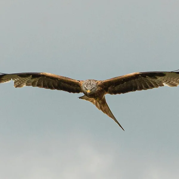 adler