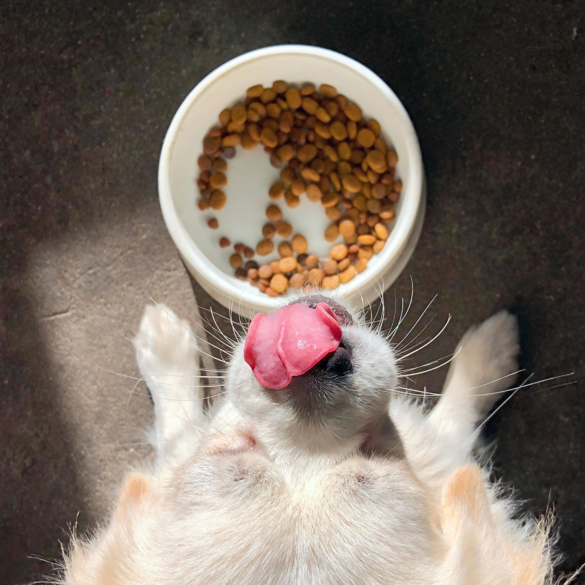 Hund mit heraushängender Zunge, der auf eine weiße Schüssel mit Trockenfutter auf einem dunklen Boden schaut. Einige Brocken sind aus der Schüssel herausgefallen.