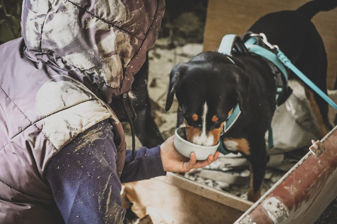 Un chien mange sa récompense dans une gamelle tenue à la main par une personne accroupie.