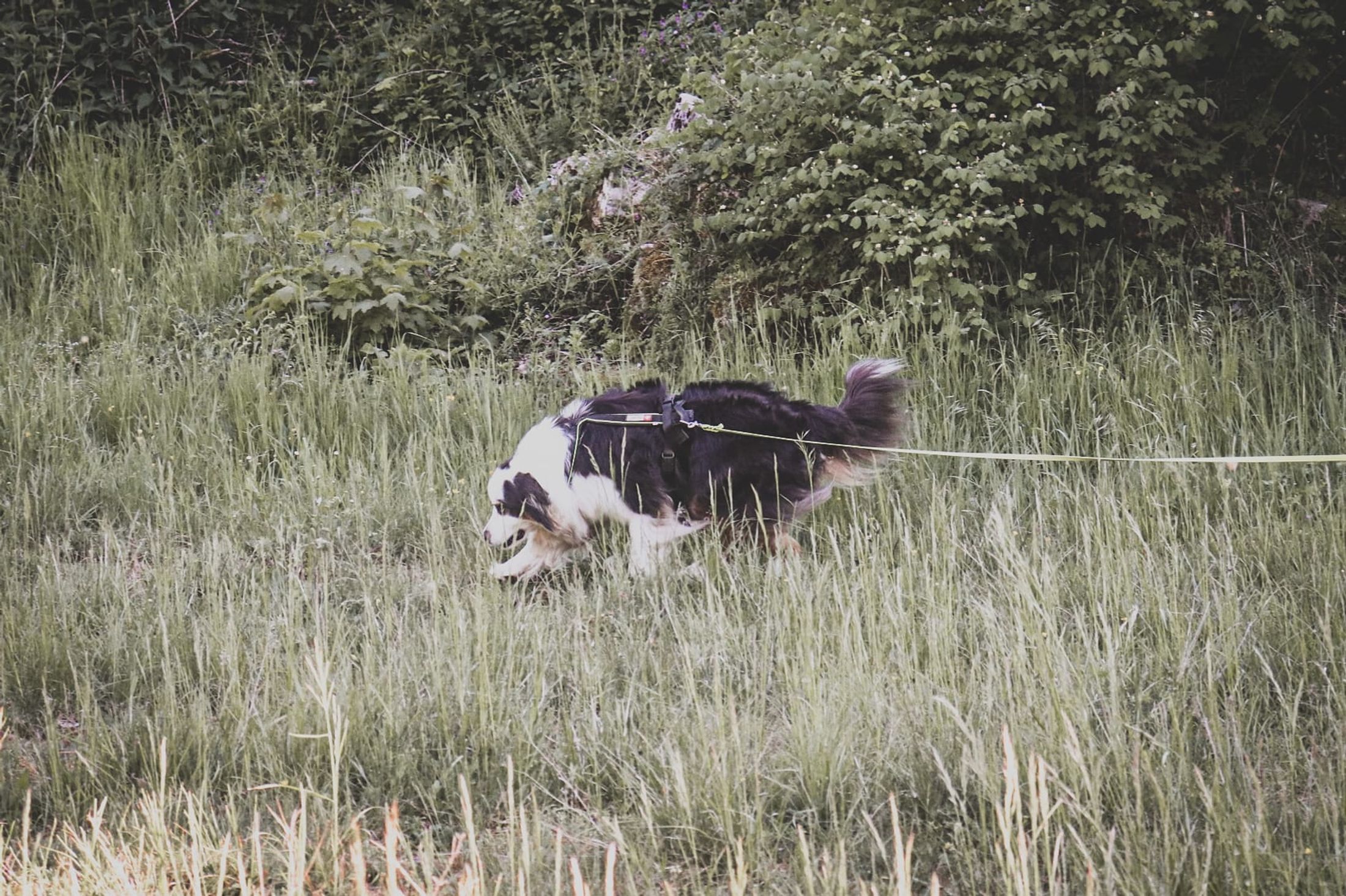 Un chien en harnais suit une piste dans les hautes herbes, longe tendue derrière lui.