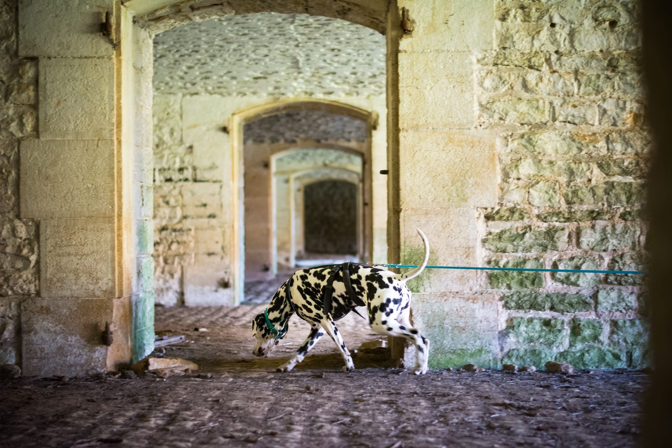 Un dalmatien en harnais suit une piste, longe tendue, sous les voûtes d'un bâtiment ancien.