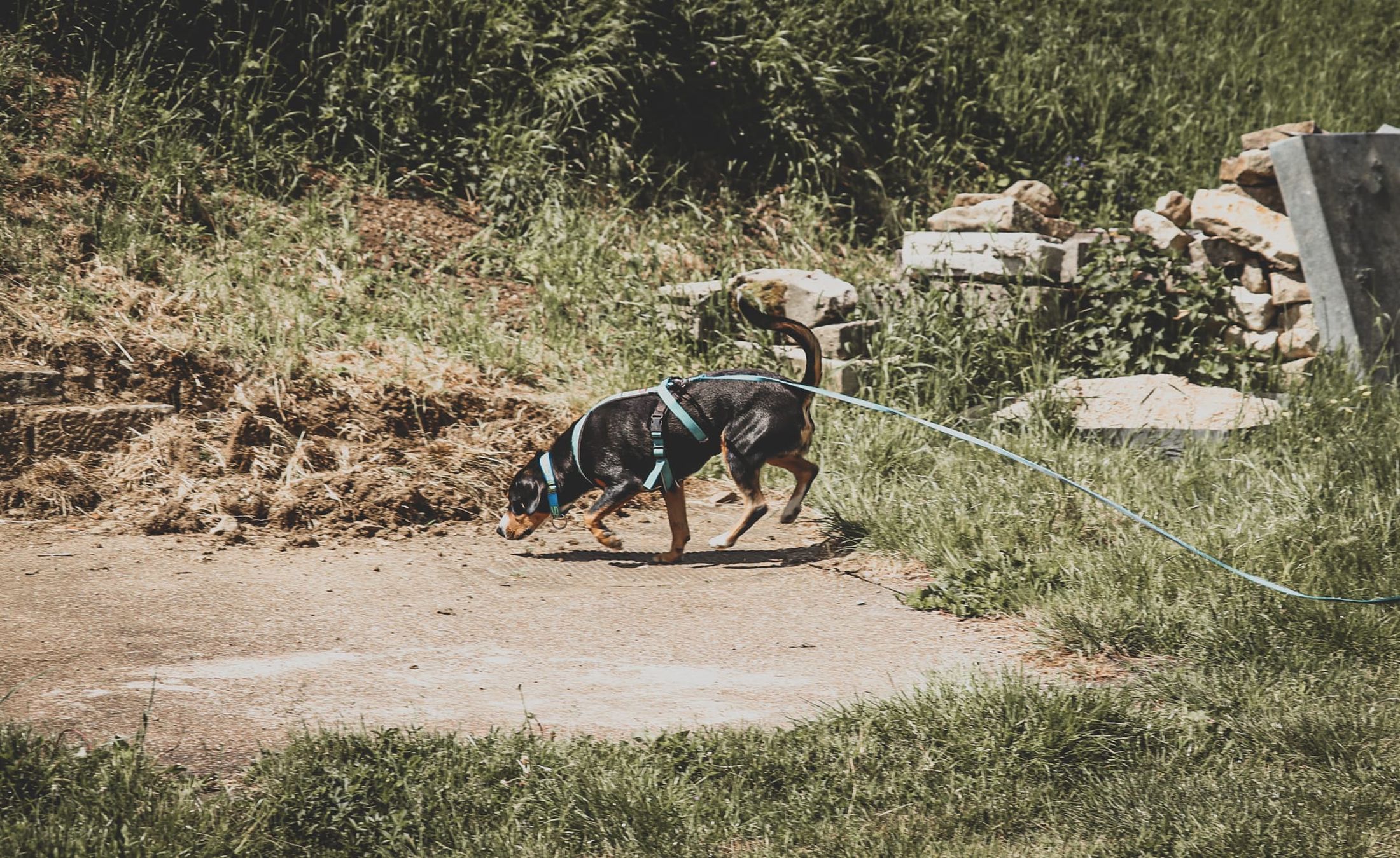 Un chien en harnais, truffe au sol, suit une piste sur un chemin, longe tendue derrière lui.