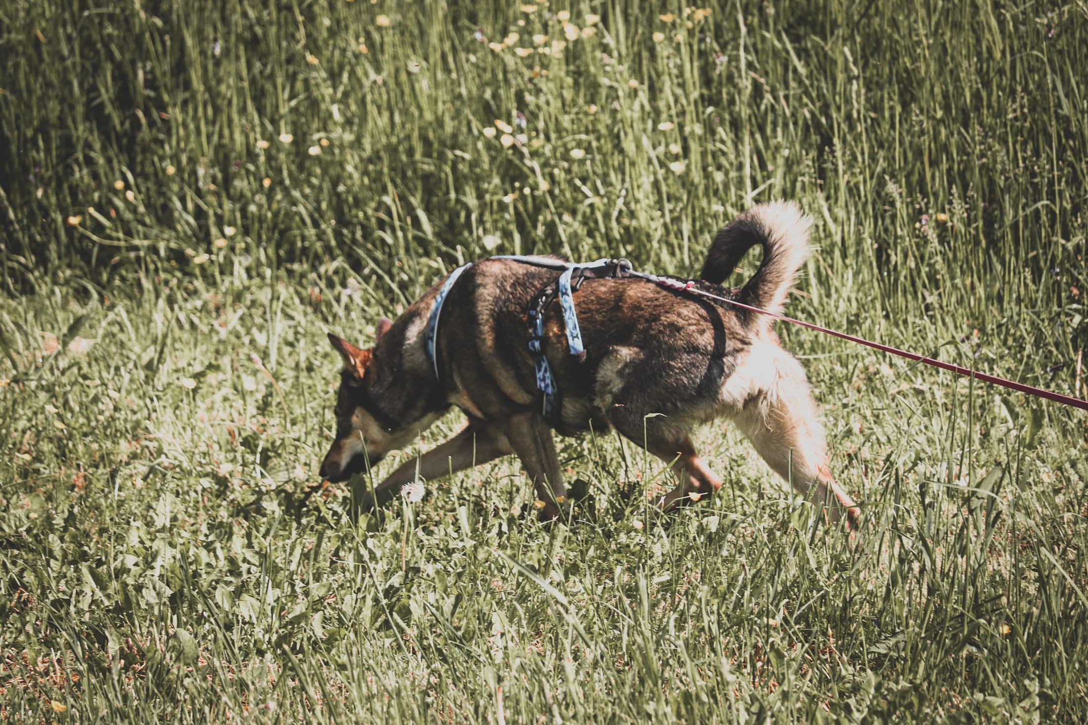 Un chien en harnais, truffe au sol, suit une piste dans l'herbe haute, longe tendue derrière lui.